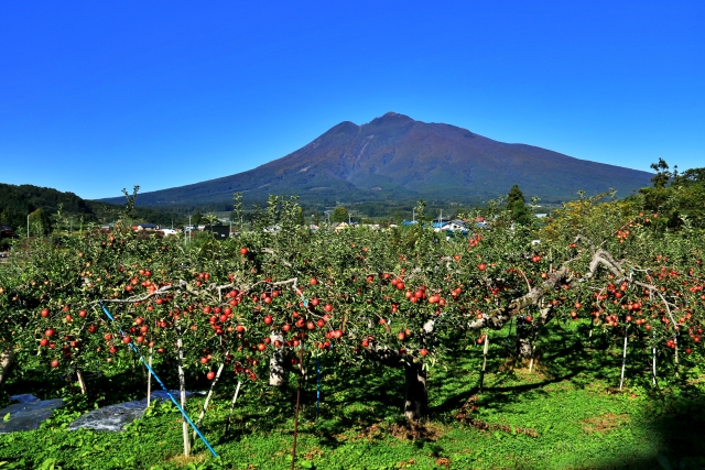山のリンゴ農場